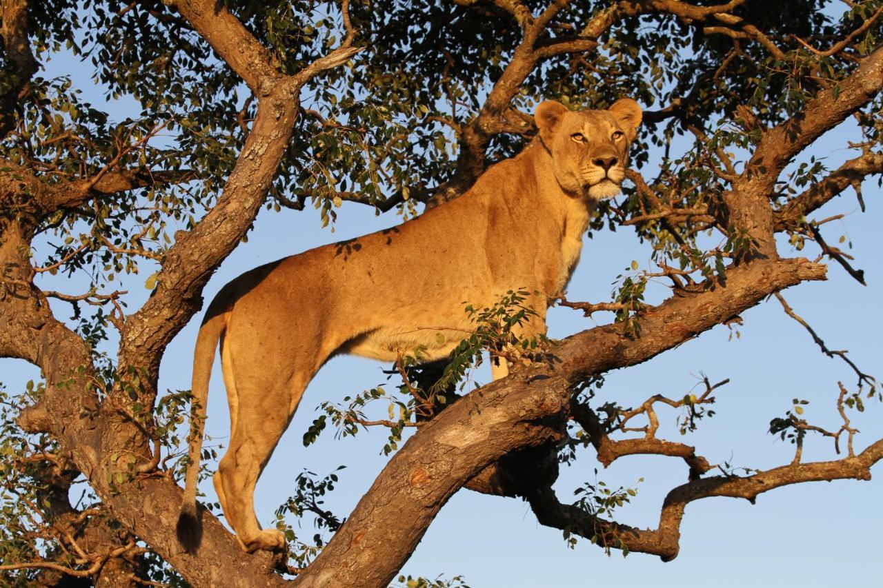 Sungulwane Private Game Lodge Hluhluwe Εξωτερικό φωτογραφία