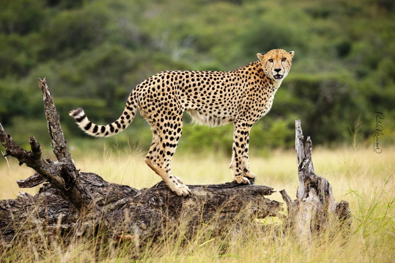 Sungulwane Private Game Lodge Hluhluwe Εξωτερικό φωτογραφία