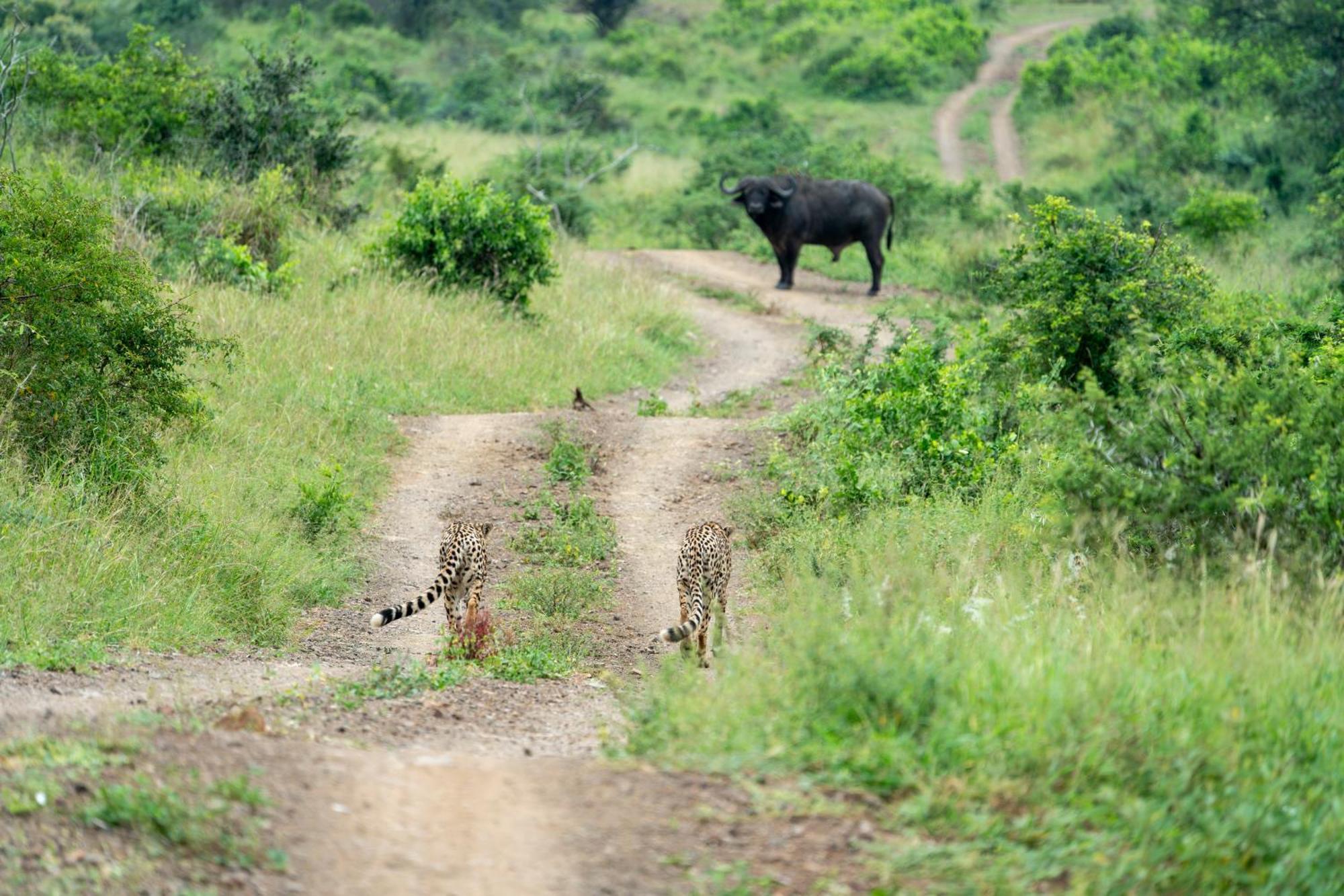Sungulwane Private Game Lodge Hluhluwe Εξωτερικό φωτογραφία